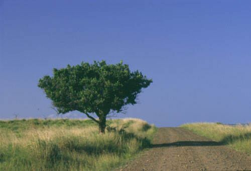 A tree in Ushule
