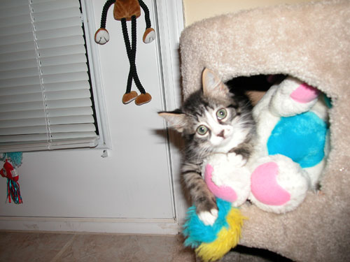 Sebastian and his popple